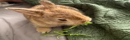 Mixed Breed rabbits for sale: Two beautiful baby bunnies - Advert 2