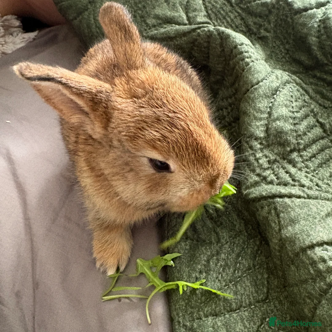 Mixed Breed rabbits for sale: Two beautiful baby bunnies - Advert 2