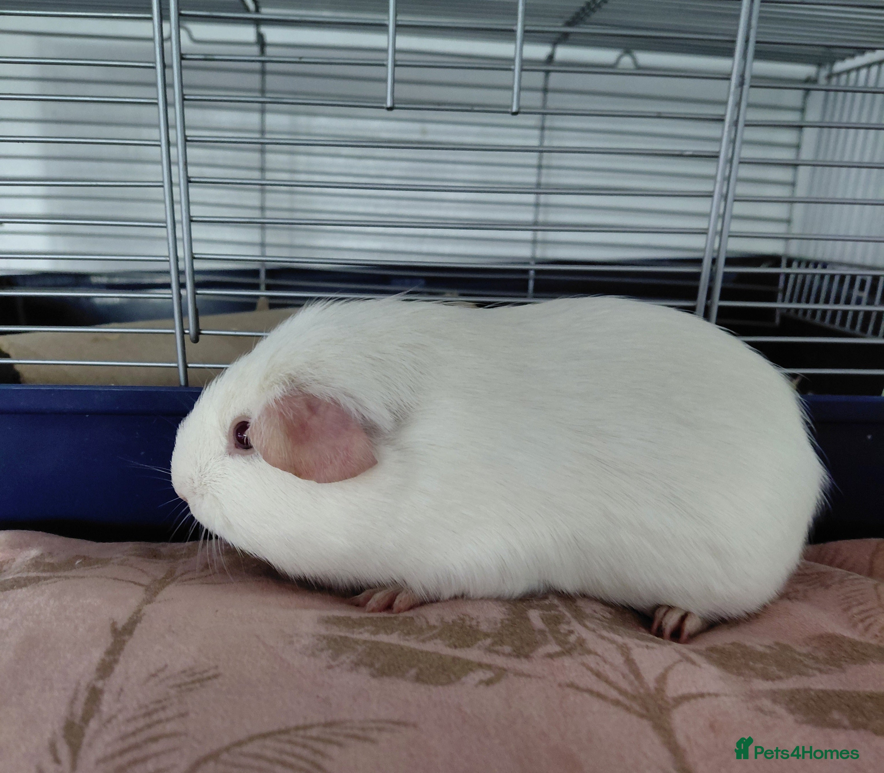 Guinea Pig rodents Assorted Pure breed guinea pigs - Advert 16