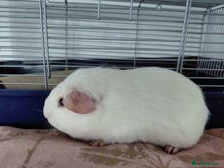 Guinea Pig rodents Assorted Pure breed guinea pigs - Advert 2