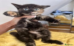 British Shorthair cats for sale: Pure British Shorthair Kittens Ready Now! - Image 1