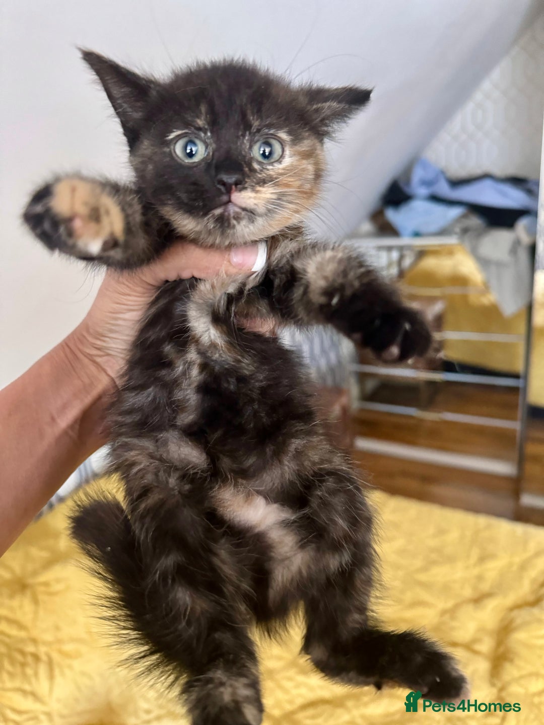 British Shorthair cats for sale: Pure British Shorthair Kittens Ready Now! - Image 1