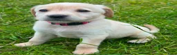Labrador Retriever dogs for sale: Labrador puppies   - Advert 7