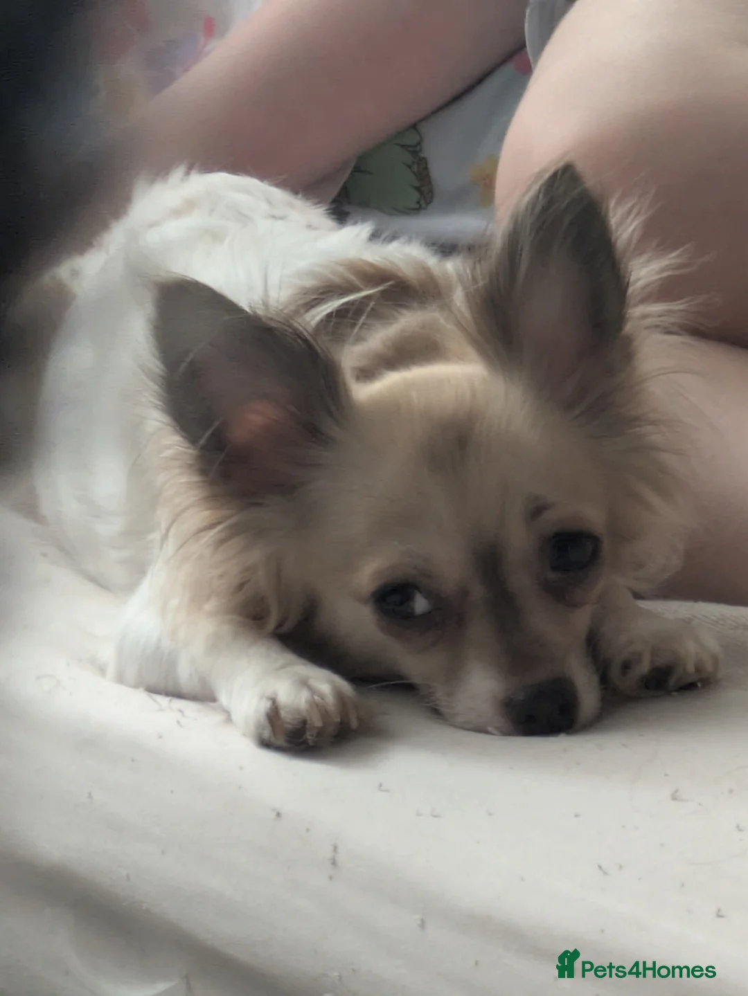 Chihuahua dogs for sale: Chuahah  - Advert 4