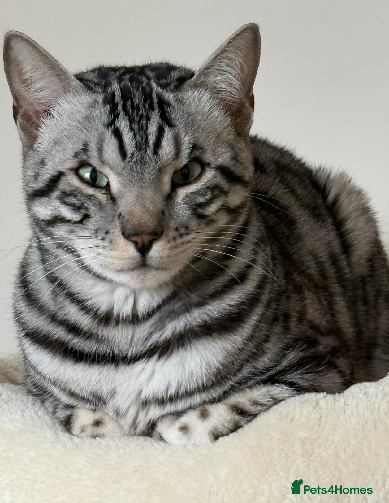 Bengal cats ⭐️Silver (black) Spotted Bengal TICA registered ⭐️ - Advert 5