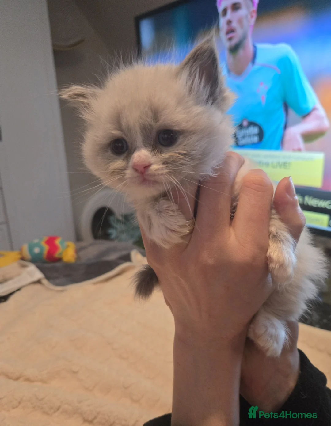 Ragdoll cats for sale: Gorgeous Pedigree ragdoll kittens - Advert 2
