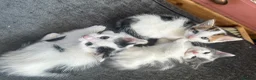Mixed Breed cats for sale: Beautiful kittens ready to go - Advert 8