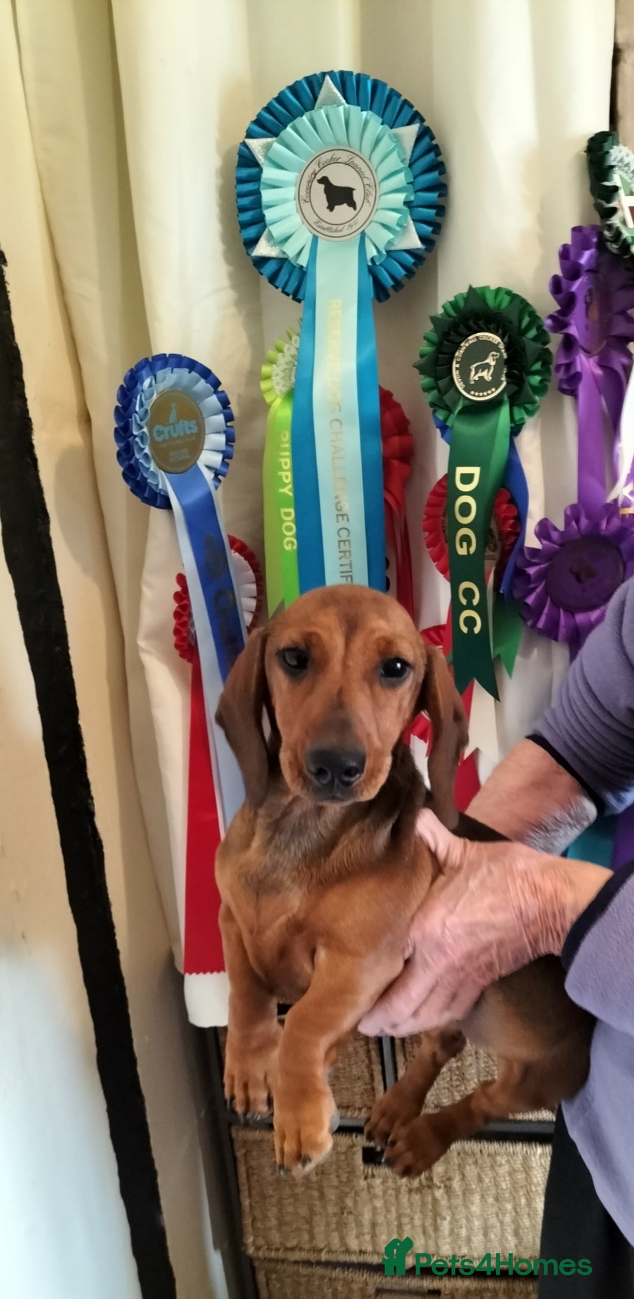 Dachshund dogs Champion bred Miniature Smooth Haired Dachshund  - Advert 18