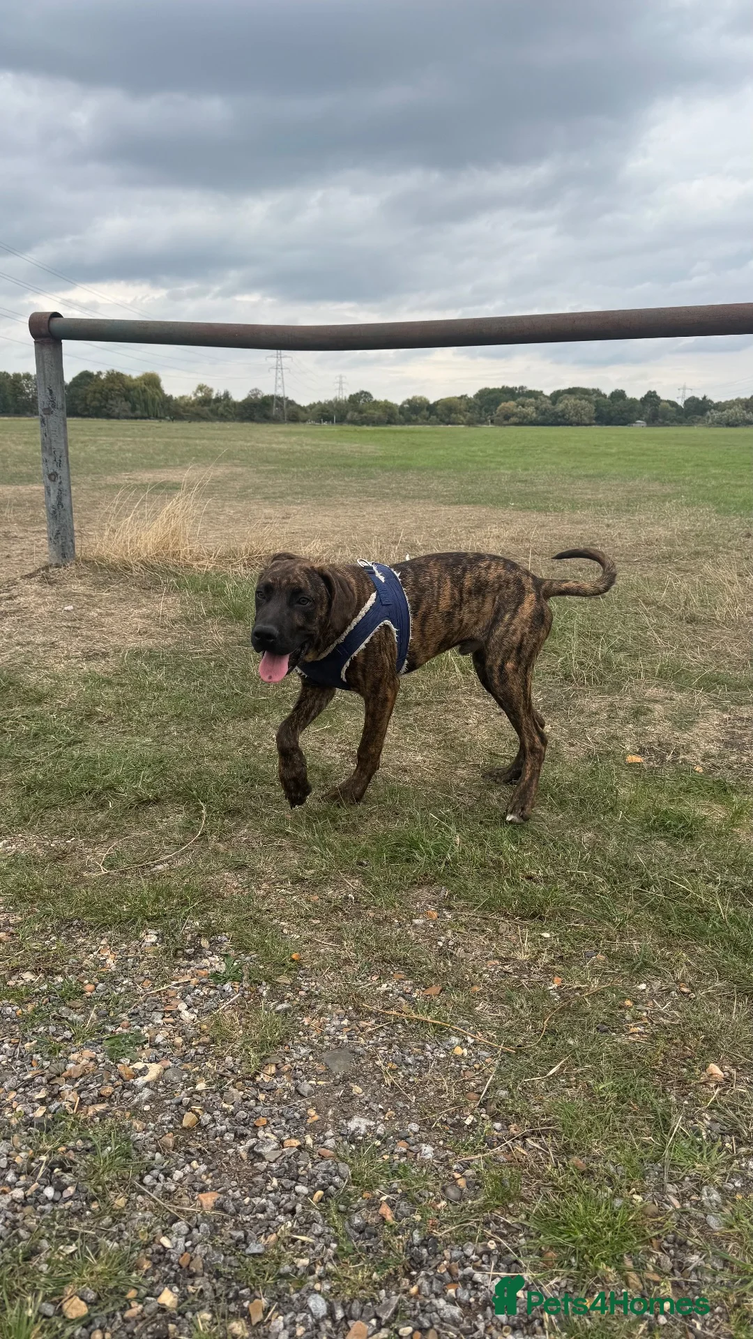 Mixed Breed dogs for sale: Koba- cane corso mix - Advert 2