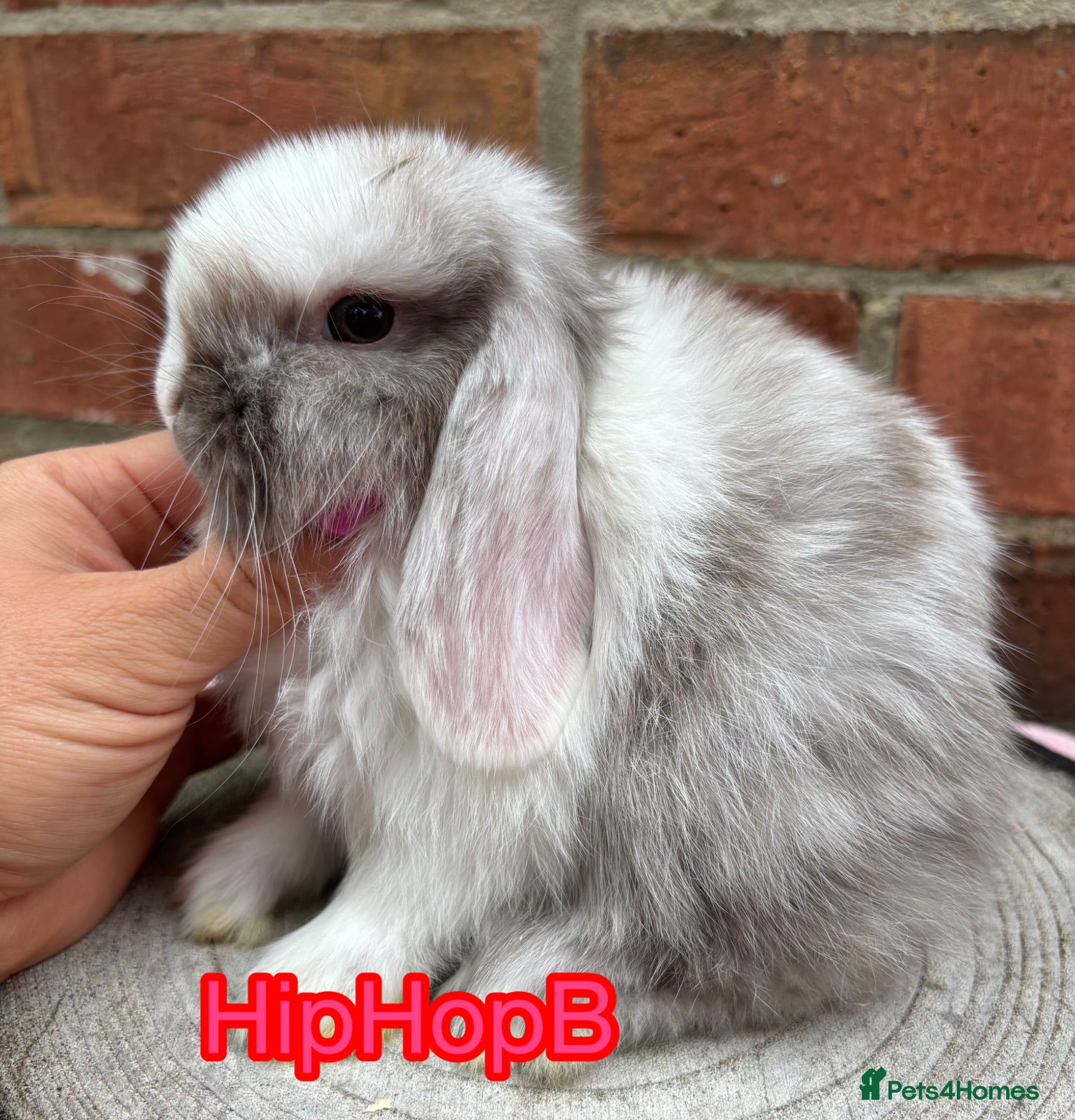Mini Lop rabbits Pure bred pedigreed Mini lops  - Advert 2