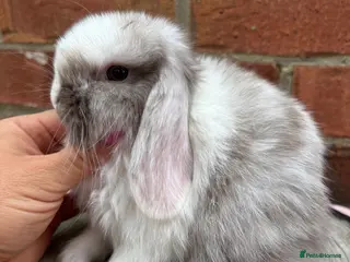 Mini Lop rabbits Pure bred pedigreed Mini lops - Advert 2