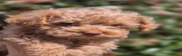Maltipoo dogs for sale: 4 Maltipoo Puppies - 2 Apricot Girls & 2 Red Boys - Advert 2