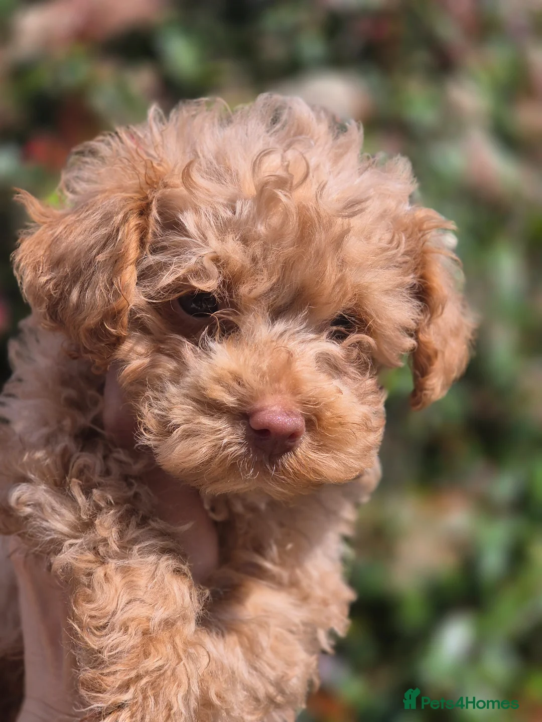 Maltipoo dogs for sale: 4 Maltipoo Puppies - 2 Apricot Girls & 2 Red Boys - Advert 2