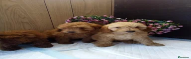 Cockapoo 3
