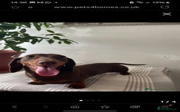Miniature Dachshund dogs for sale:                  KC REG MINATURE CHOCOLATE AND TAN - Image 3