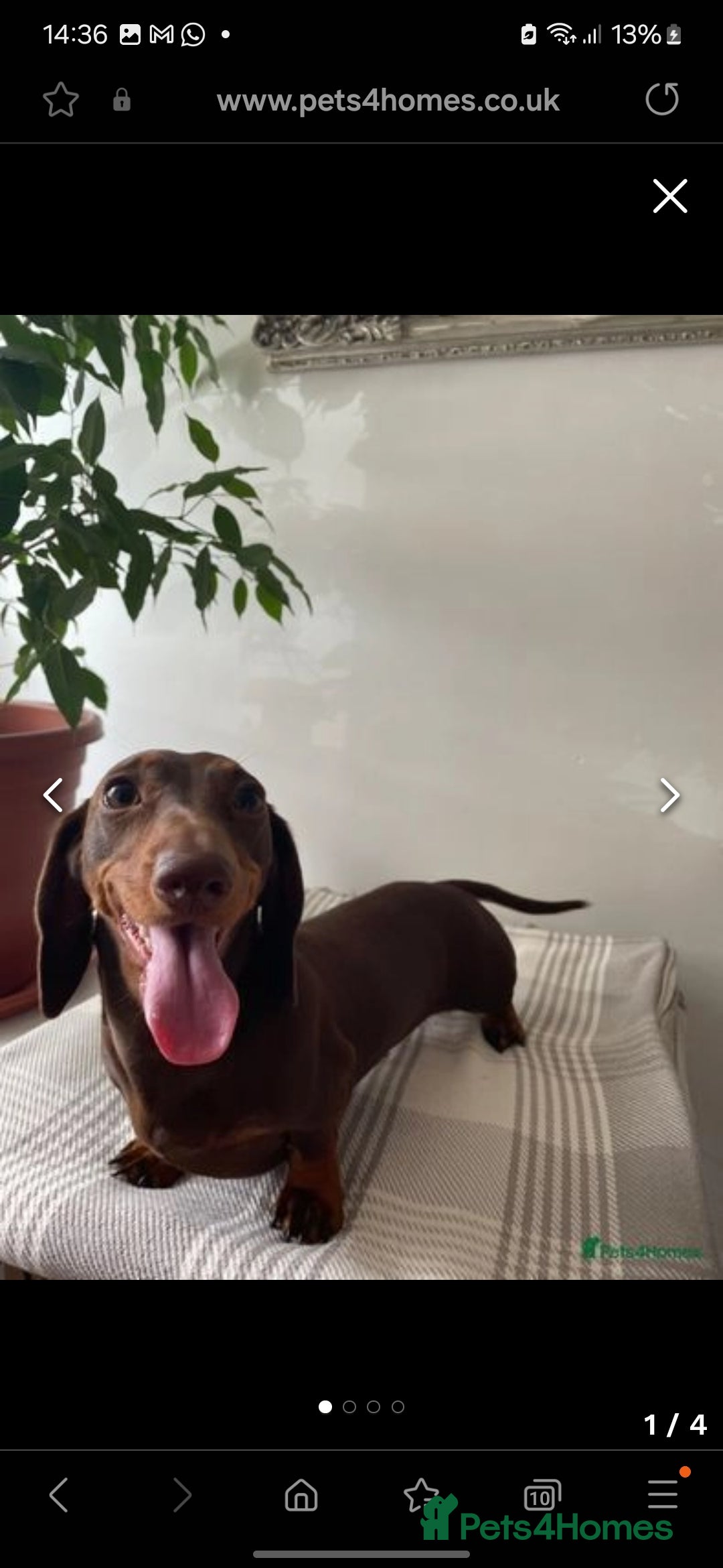 Miniature Dachshund dogs for sale:                  KC REG MINATURE CHOCOLATE AND TAN - Image 3