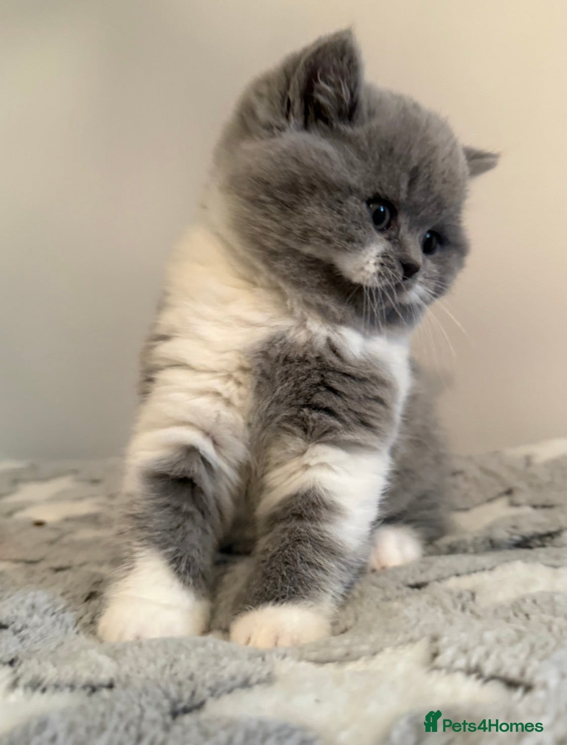 British Shorthair cats 🏆CHAMPIONSHIP BLOOD LINE🏆ONLY TWO LEFT PURE BSH - Advert 16