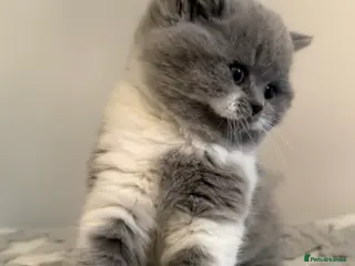 British Shorthair cats 🏆CHAMPIONSHIP BLOOD LINE🏆ONLY TWO LEFT PURE BSH - Advert 16
