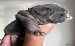 Old Tyme Bulldog dogs for sale: New English bulldogs available  - Image 14