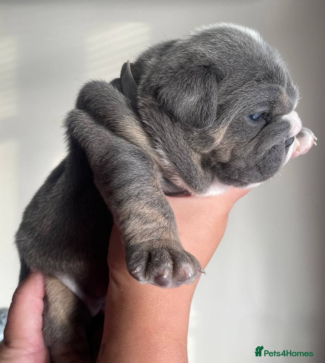 Old Tyme Bulldog dogs for sale: New English bulldogs available  - Image 14