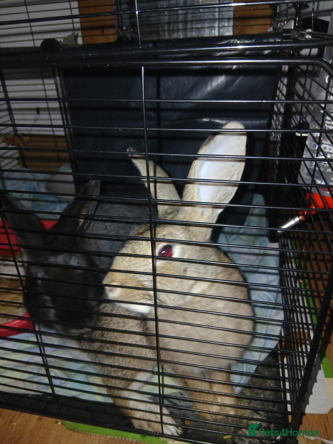 English rabbits for sale: 2 amazing rabbits Zaza and Roni with big cage  - Advert 2