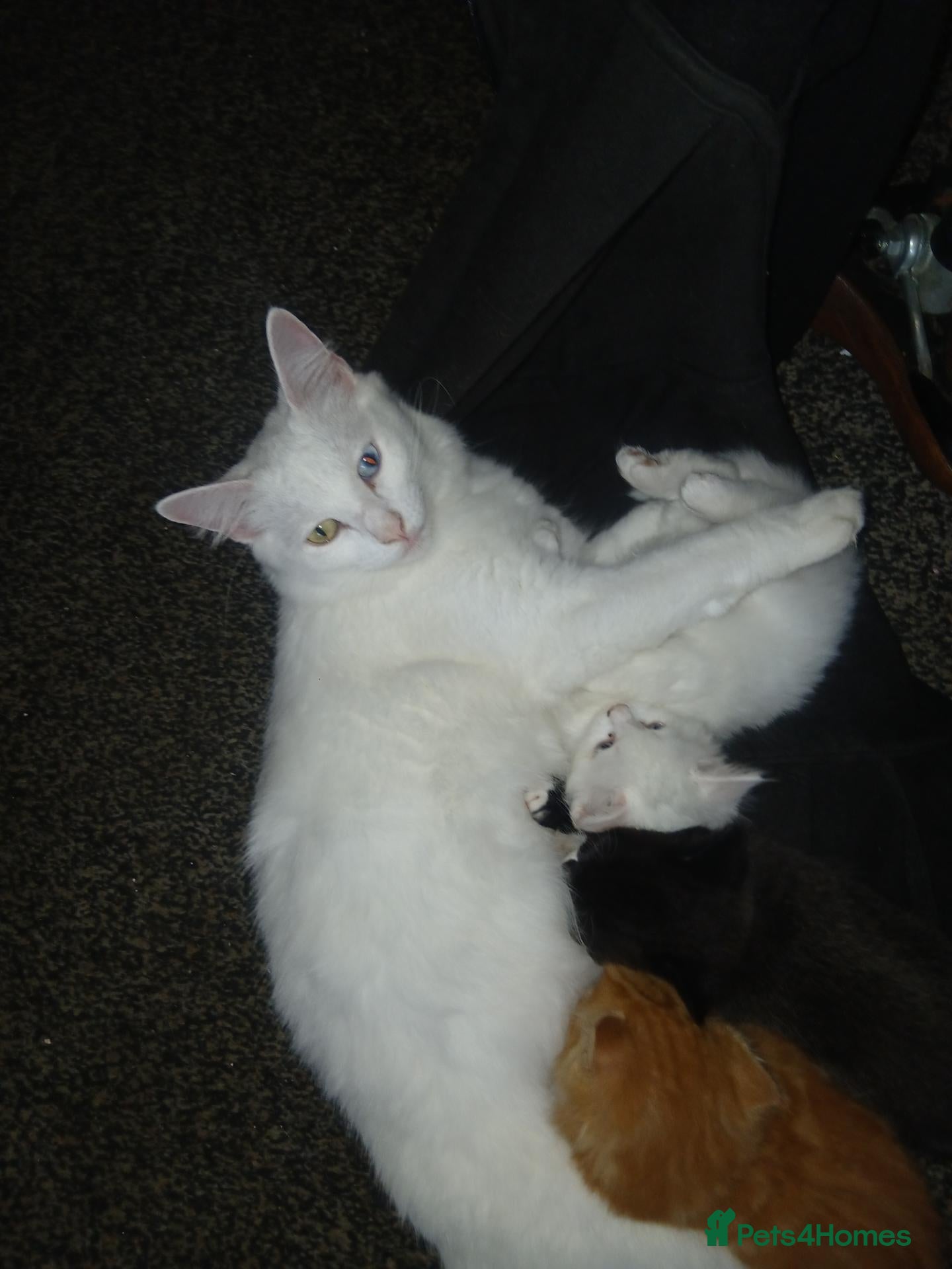 Turkish Angora cats Angels available soon  - Advert 1