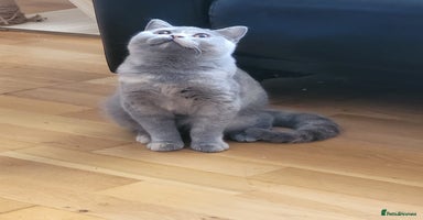 British Shorthair cats - Advert 4