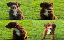 Cockapoo dogs for sale: Unique Rare Merle F1B Cockapoo Puppies - Image 24
