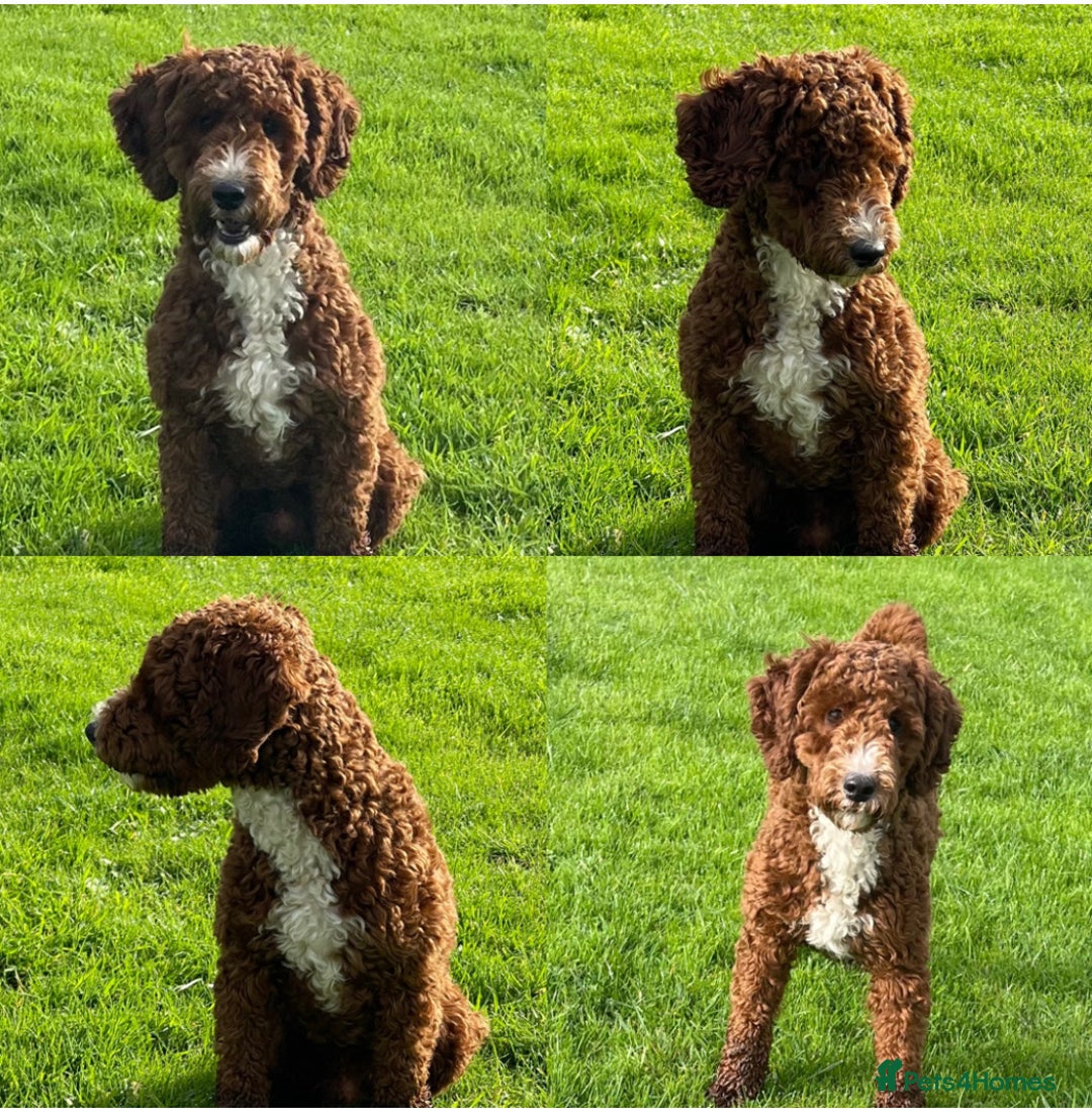 Cockapoo dogs for sale: Unique Rare Merle F1B Cockapoo Puppies - Image 24