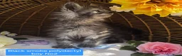 Maine Coon cats for sale: STUNNING MAINE COON KITTENS FOR SALE! - Advert 7