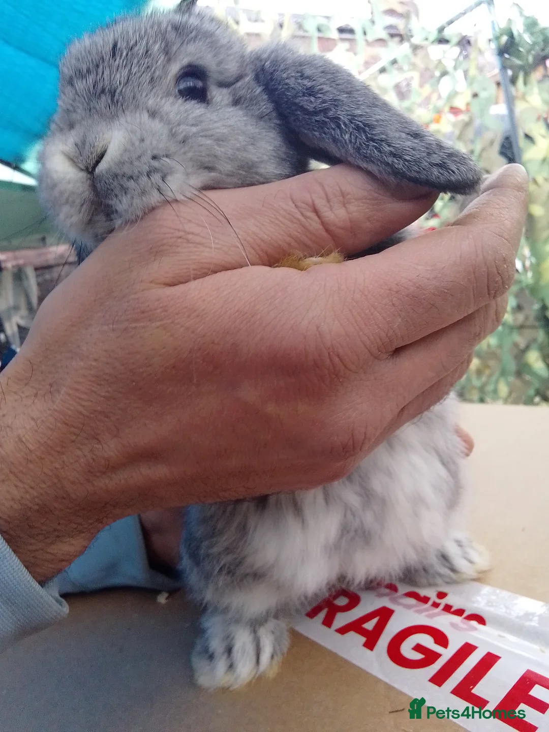 Mini Lop rabbits for sale: Beautiful blue mini lop bunnies ready to go  - Advert 5