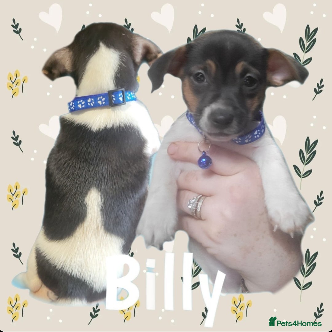 Jack Russell dogs for sale: miniature Jack Russell Puppies - Image 9
