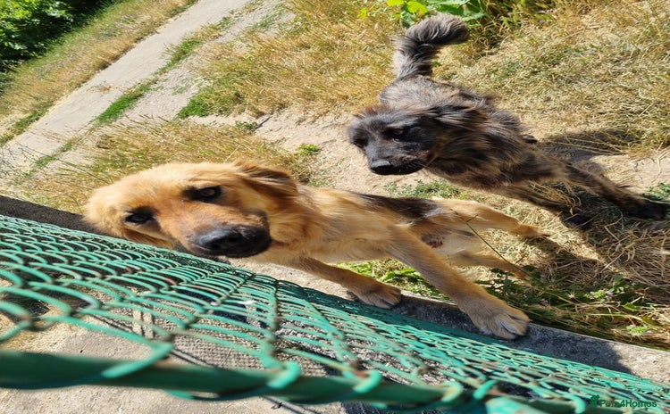 Mixed Breed dogs - Advert 1
