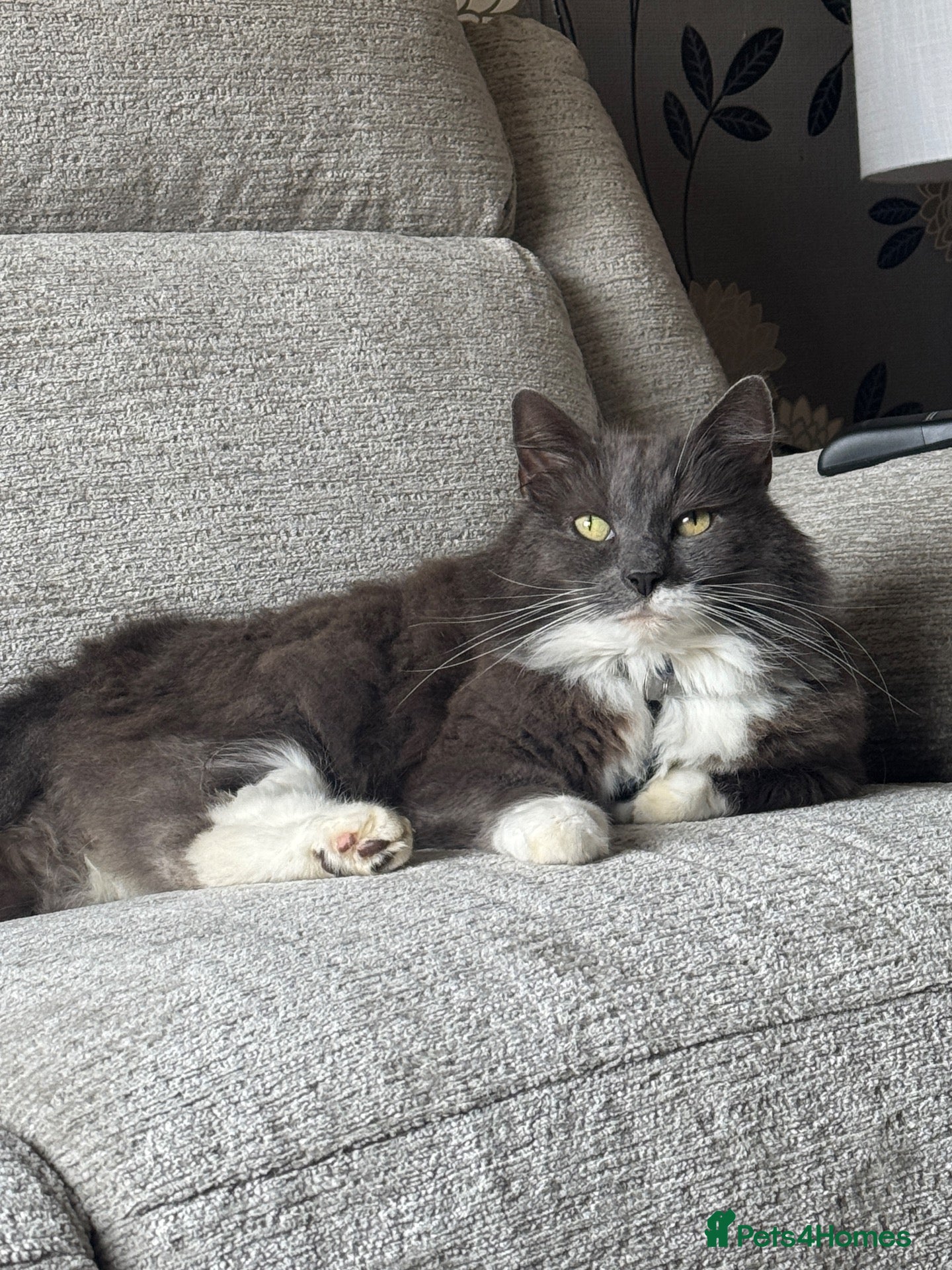 Mixed Breed cats Cat for rehoming  - Advert 2
