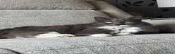 Mixed Breed cats for sale: Cat for rehoming  - Advert 1