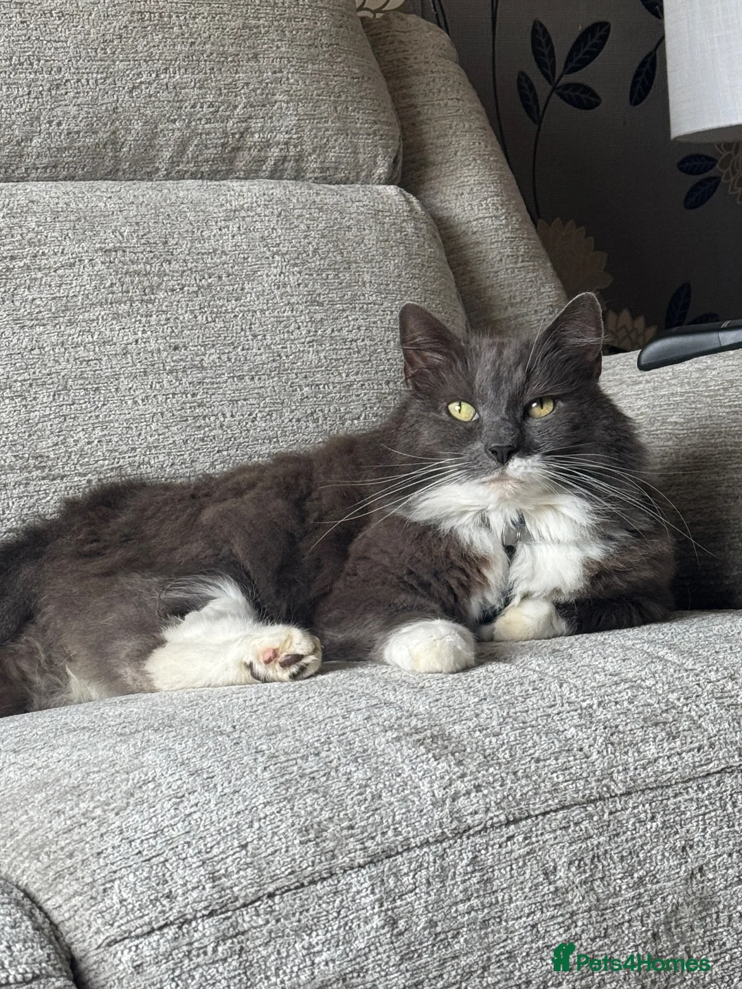 Mixed Breed cats for sale: Cat for rehoming  - Advert 1