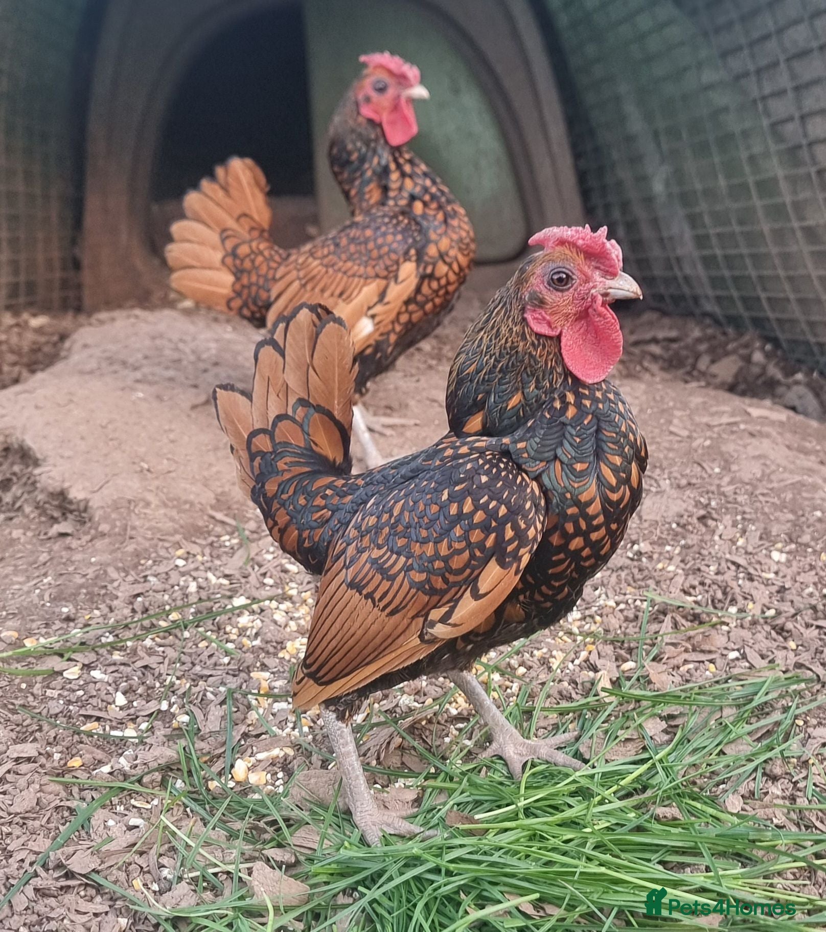 Chickens poultry Sebrights - Advert 8