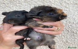 Guinea Pig rodents for sale: 2 gorgeous male Guinea pigs - Image 9