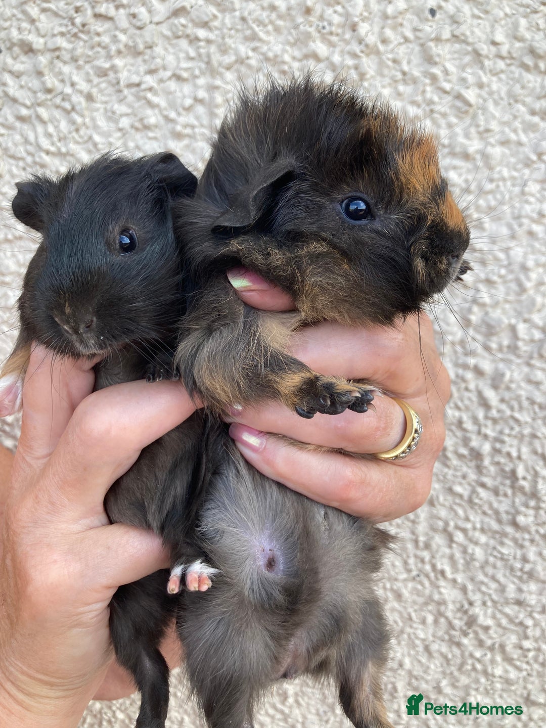 Guinea Pig rodents for sale: 2 gorgeous male Guinea pigs - Image 9