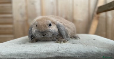 Mini Lop rabbits - Advert 2