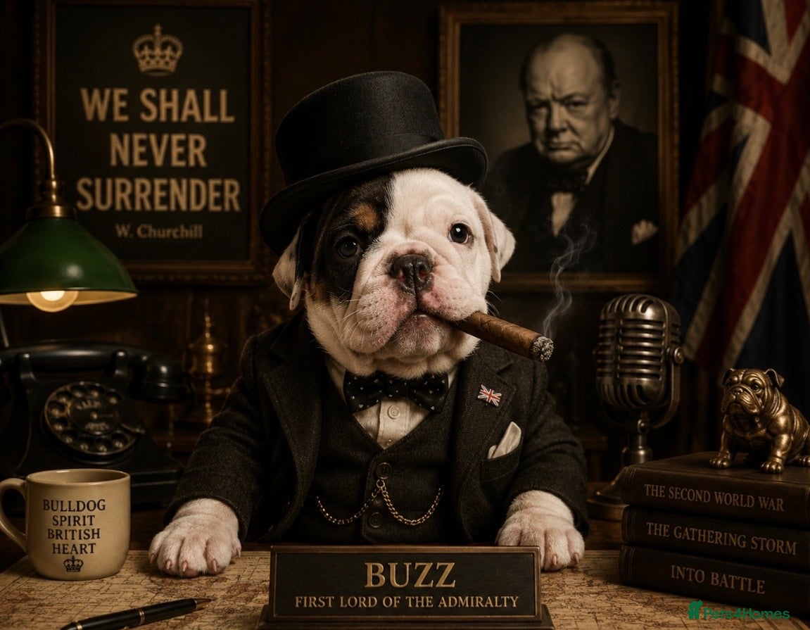 Dorset Olde Tyme Bulldogge dogs ⭐️Beautiful olde English bulldog puppies ⭐️ - Advert 2