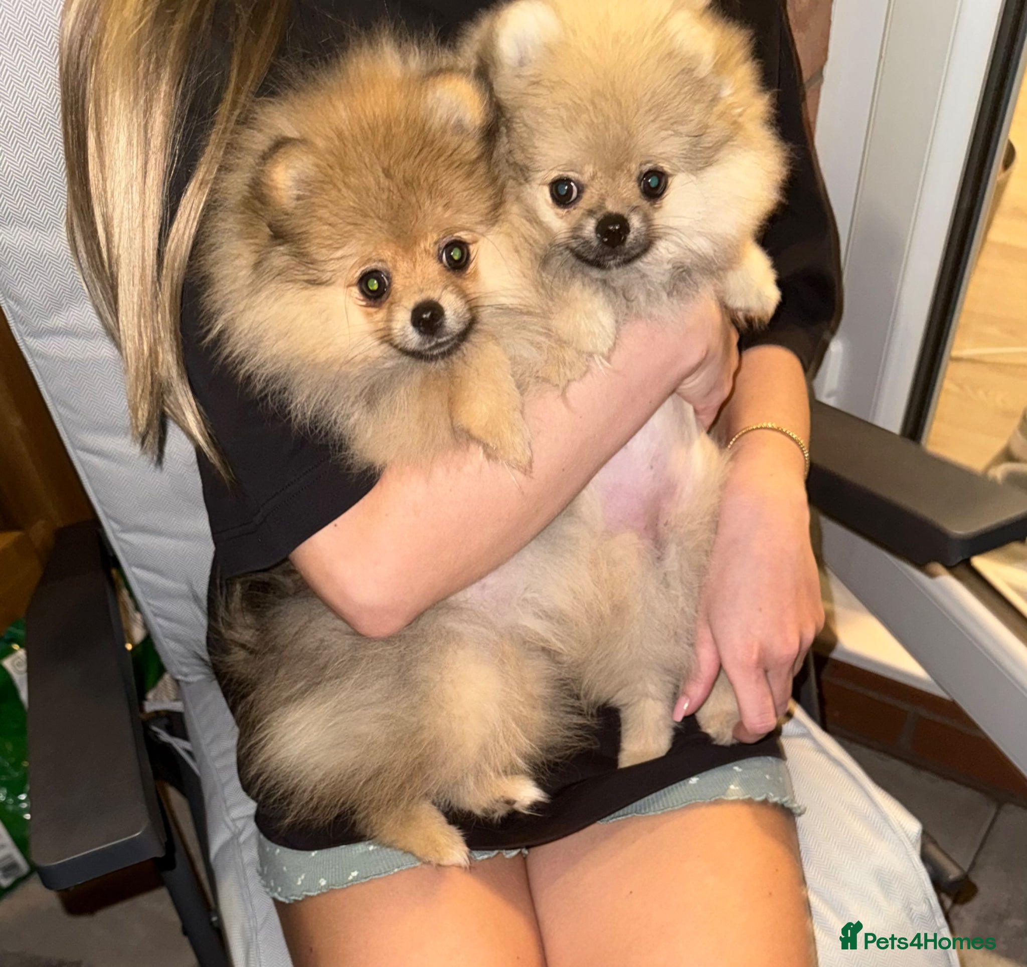 Pomeranian dogs 2 Gorgeous X-Small Pom Girls  - Advert 8