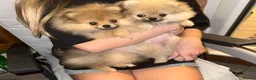 Pomeranian dogs for sale: 2 Gorgeous X-Small Pom Girls  - Advert 5