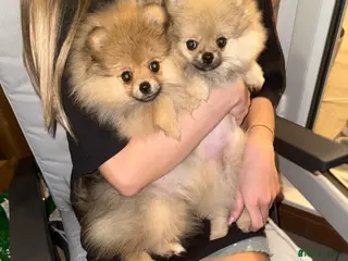 Pomeranian dogs 2 Gorgeous X-Small Pom Girls - Advert 1