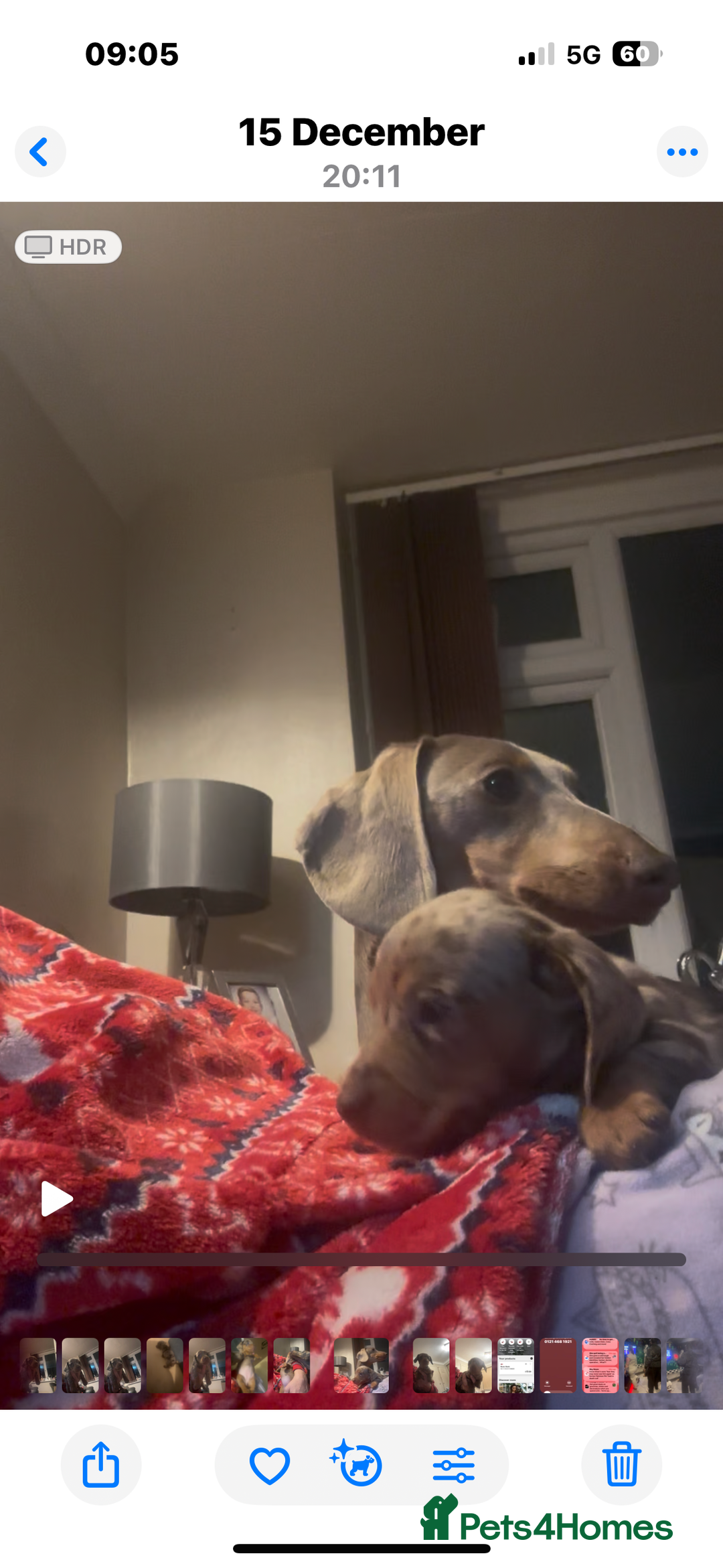 Miniature Dachshund dogs for sale: Miniature daushand  - Advert 8