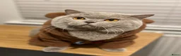 British Shorthair cats for sale: British Shorthair Chunky Kittens🐼🐼🐼 - Advert 15