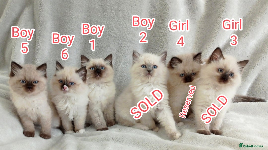 Ragdoll cats for sale: Ragdoll kittens, wonderful 3 Boys  - Image 5
