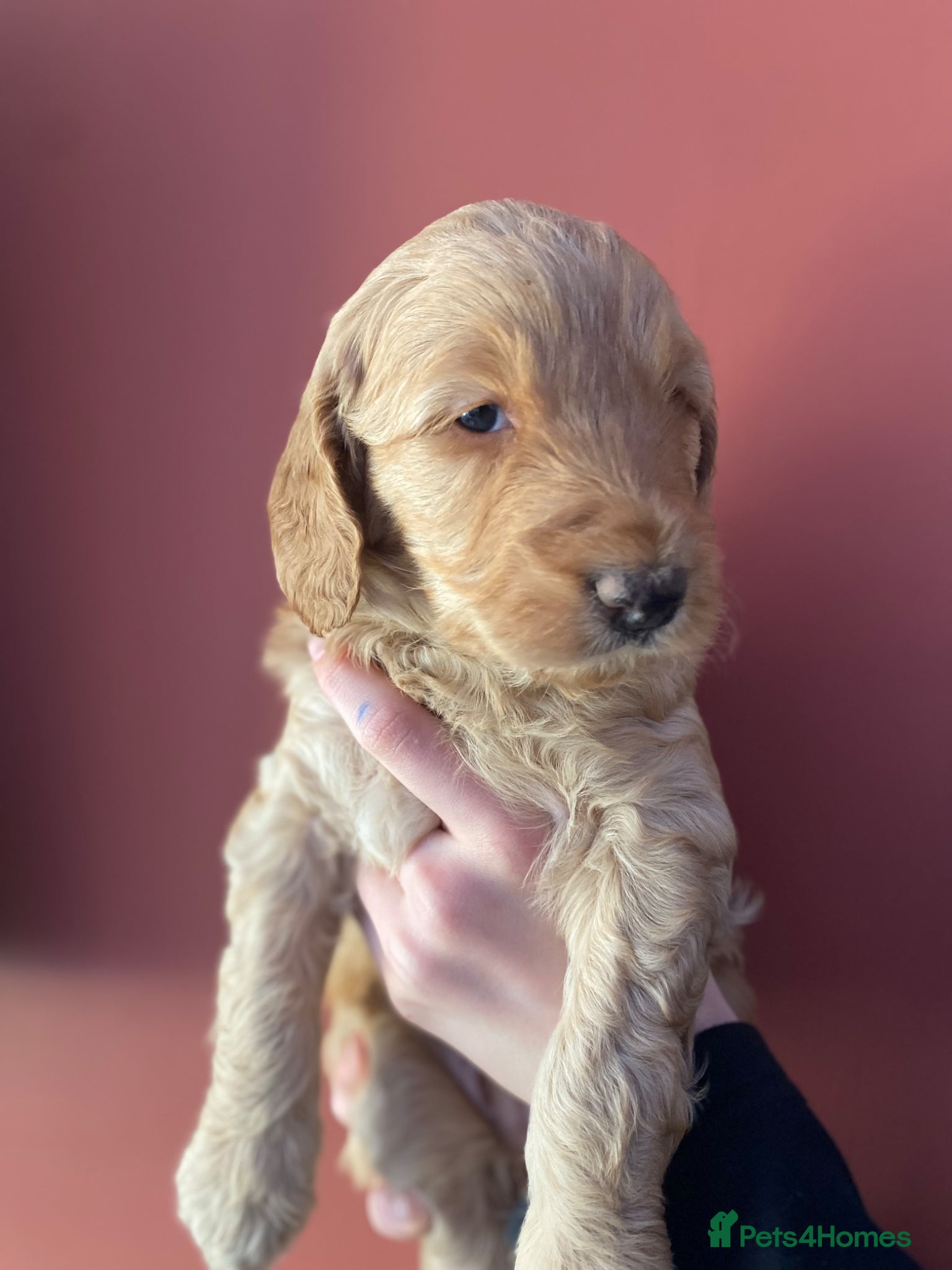 Goldendoodle dogs Rosa's Rascals Miniature Goldendoodles F2BB's - Advert 2