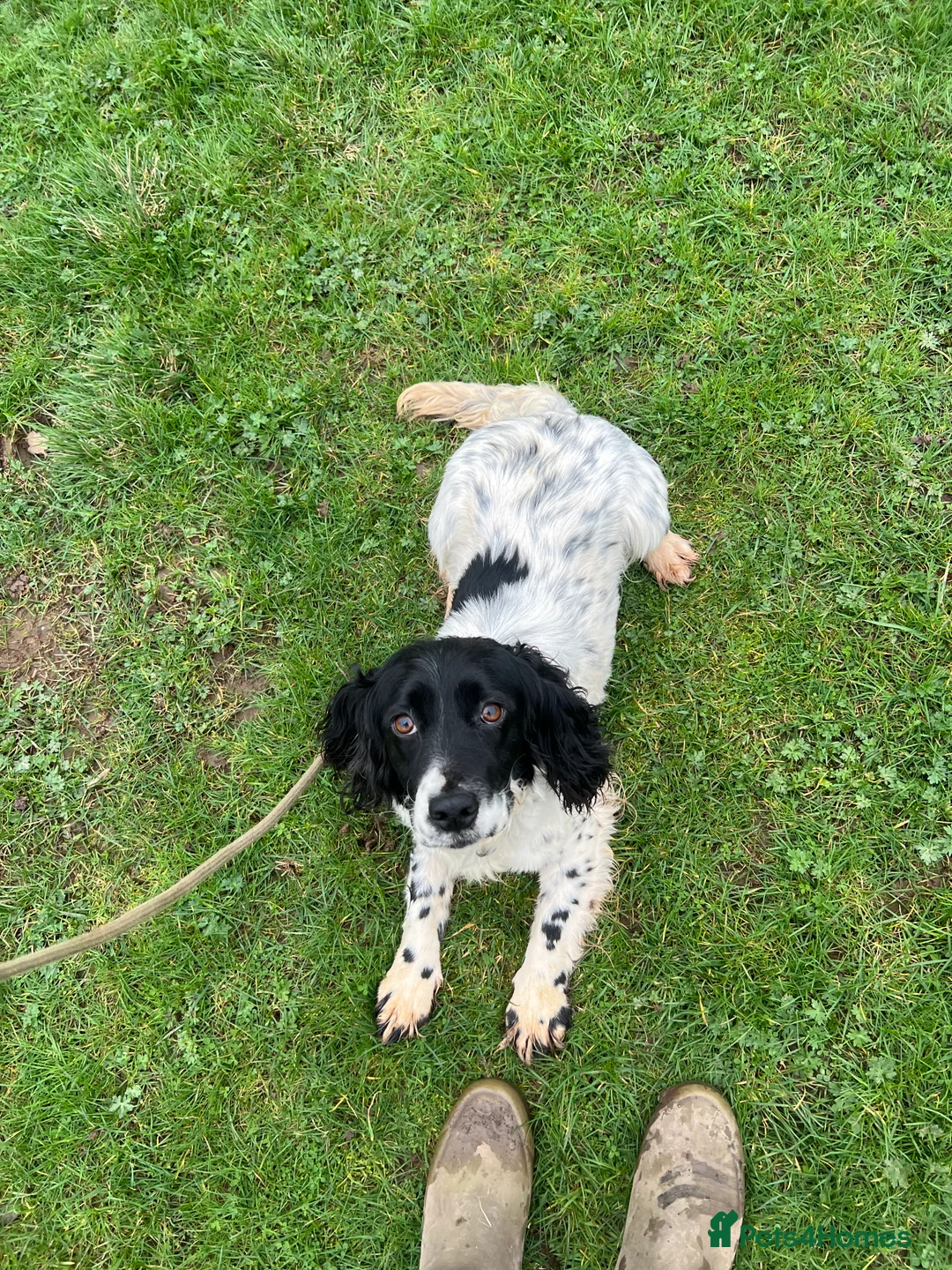 Cocker Spaniel dogs for sale: Spaniel Girl - Advert 2