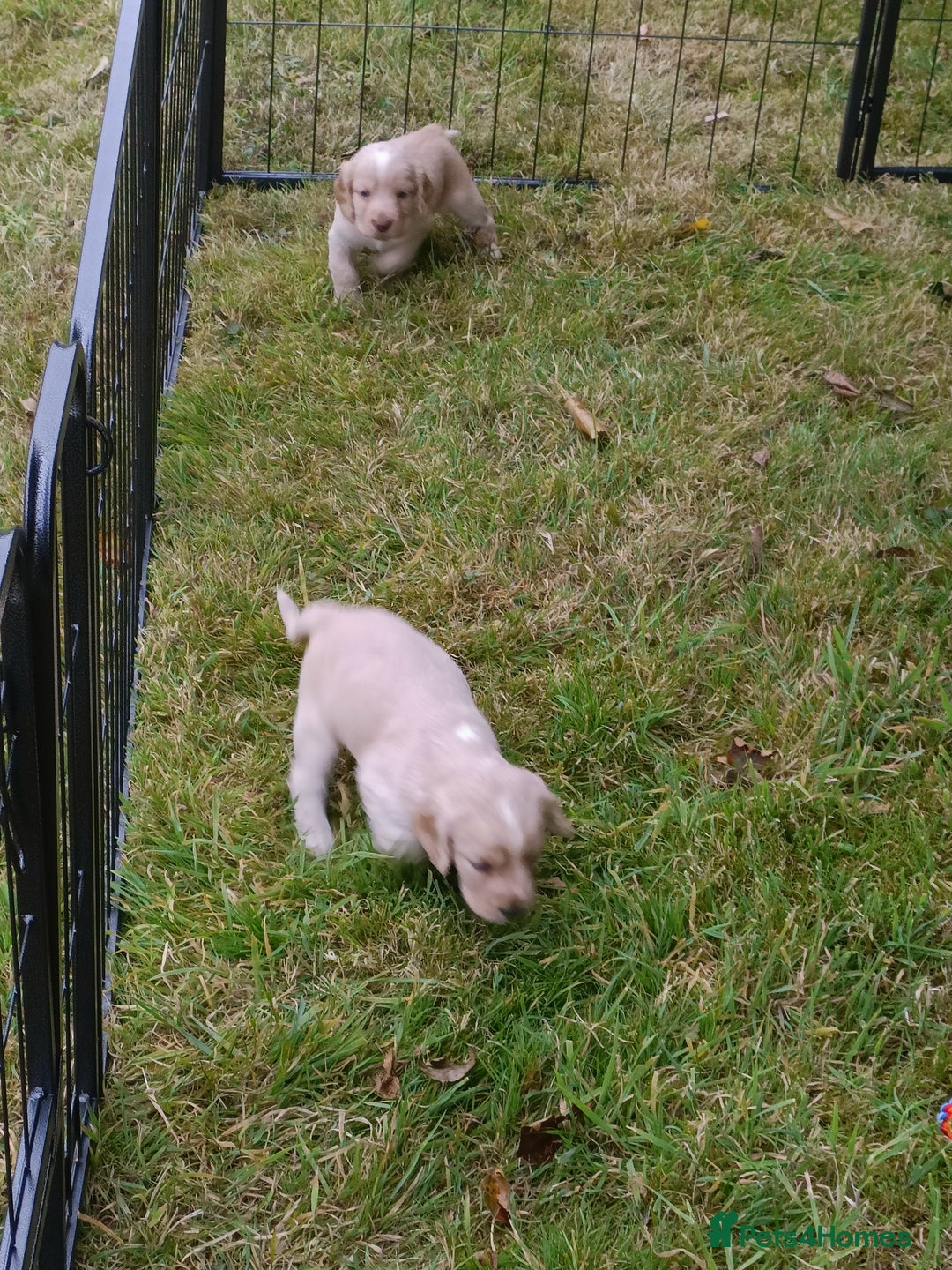 Cocker Spaniel dogs for sale: Cocker spaniel puppies for sale  - Image 12